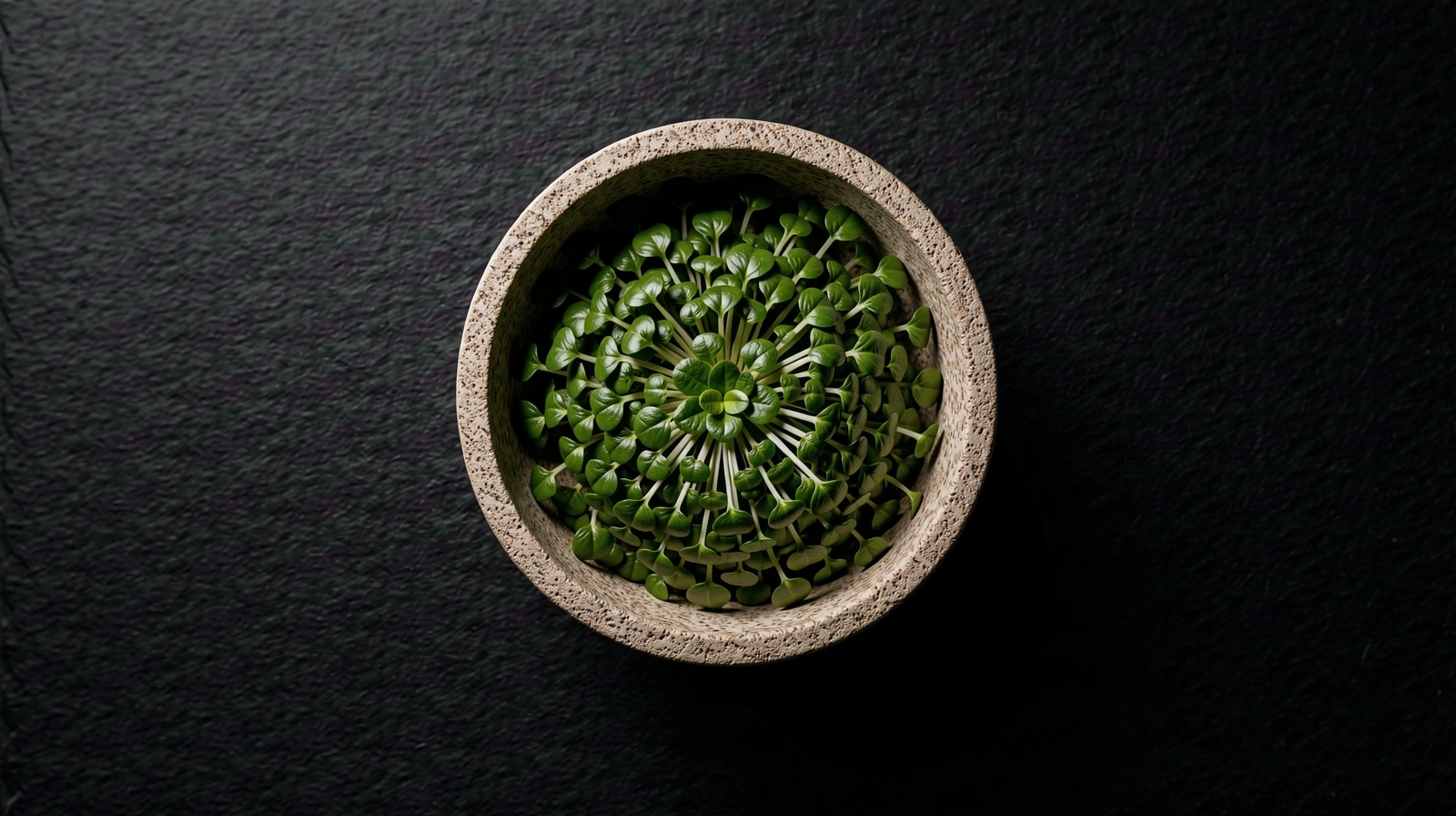 Macrophotography showing biological precision